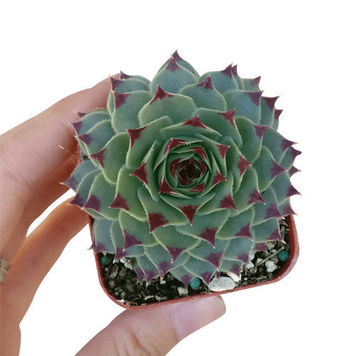 Sempervivum Calcareum - Live Hardy Succulent in 2/4/6in Pot