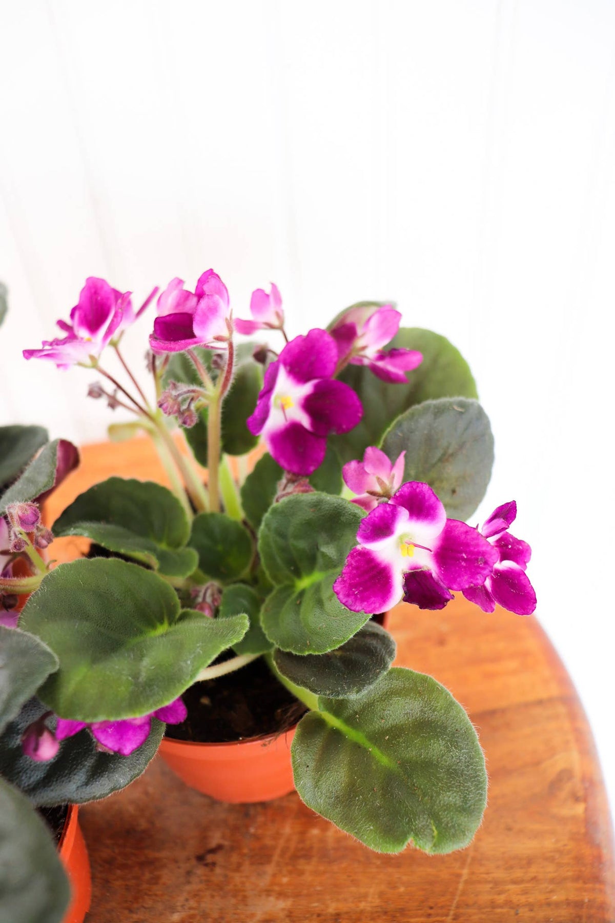 4" African Violet