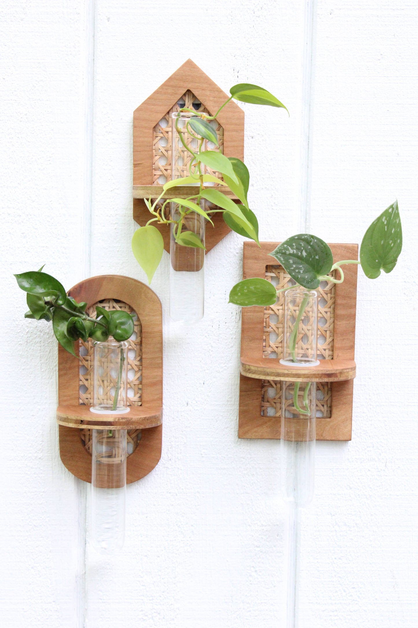 Rattan Propagation Planters
