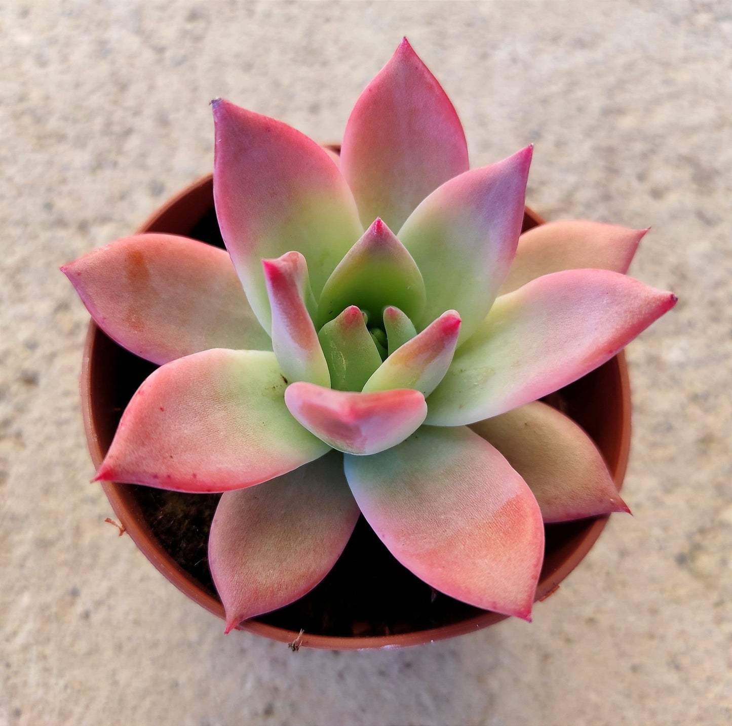 Graptopetalum 'Frank Reinelt' 2" Grower Pot