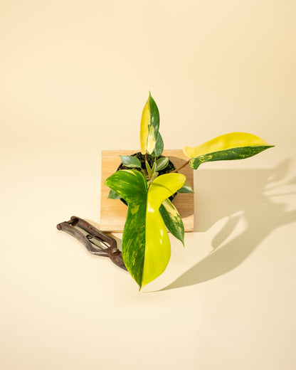4" Philodendron Florida Beauty 'Sunrise'