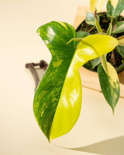 4" Philodendron Florida Beauty 'Sunrise'