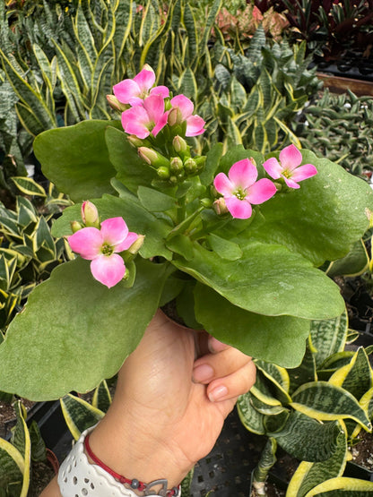 Kalanchoe Yellow - 4" Pot