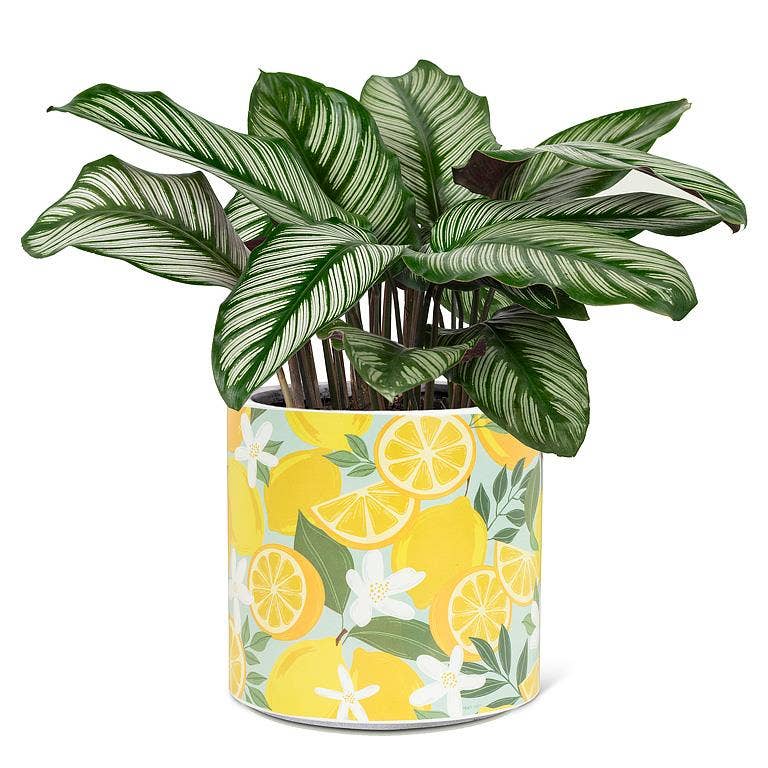 Large Lemons & Blossoms Planter-6.5"D
