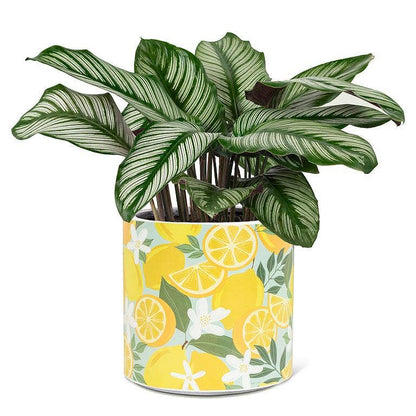 Large Lemons & Blossoms Planter-6.5"D