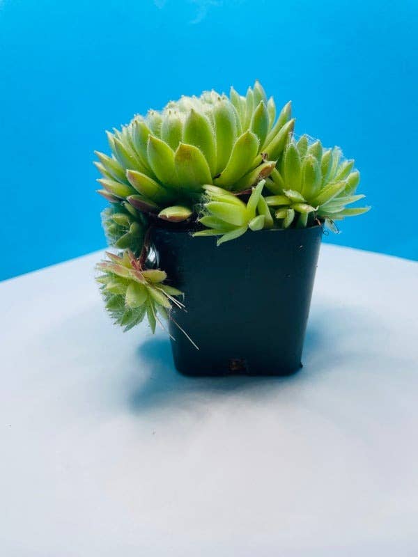 Sempervivum atlanticum Succulent 2in Grower Pot