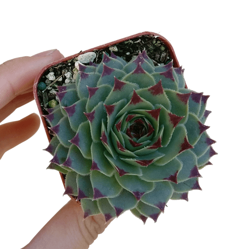 Sempervivum Calcareum - Live Hardy Succulent in 2/4/6in Pot